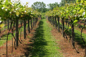 A row of wine grapes