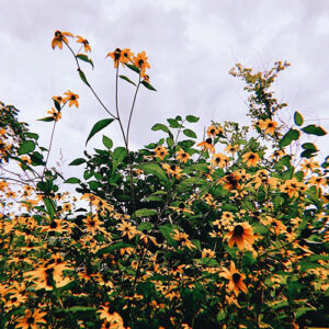 Yellow flowers against a gray sky