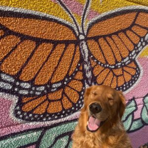 Golden retriever standing in front of the WE mural