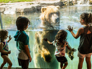 A group of kids looking at a bear swimming at the Zoo