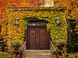 An old wooden door surrounded by multicolored ivy