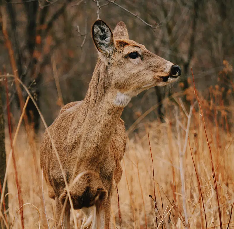 A deer standing in grass