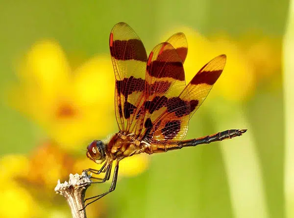 Close-up of a dragonfly