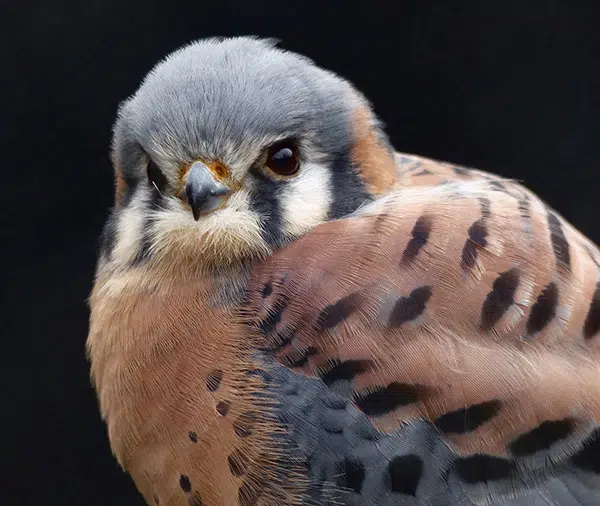 A close-up of a kestrel bird