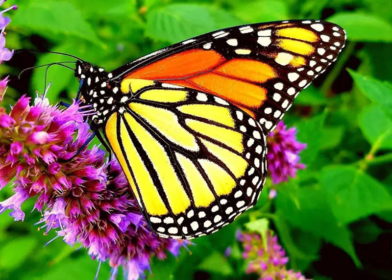 A monarch butterfly on top of pink flowers