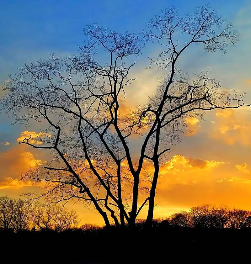 A winter tree with a sunset in the background