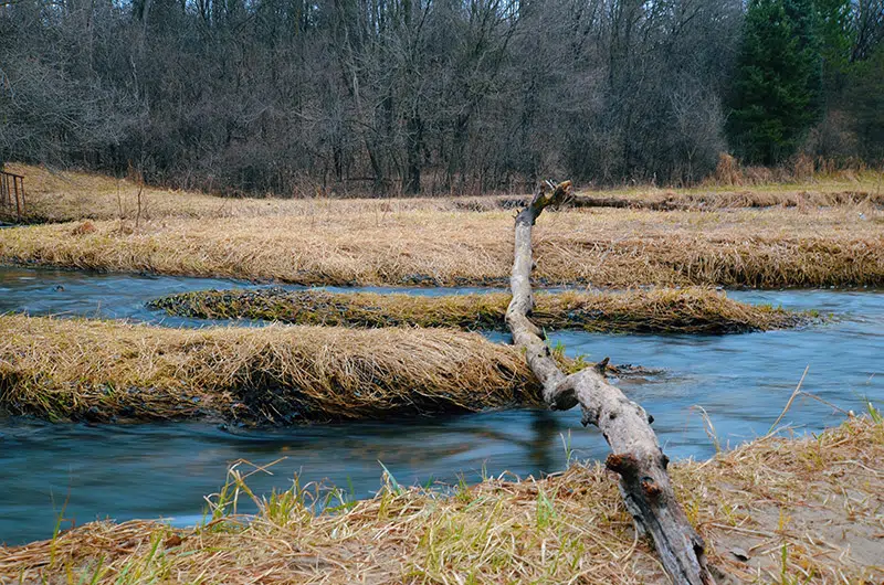 A large tree branch covering a creek.