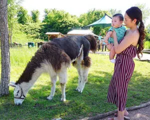 A mom and her baby looking at a llama at Llama Trek at the Minnesota Zoo