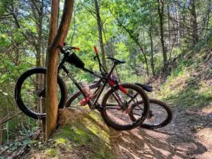 image of mountain bikes leaning up against a tree