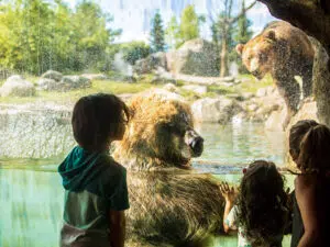 Kids look at bears playing in the water at the Minnesota Zoo