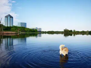 Dog swimming in Normandale Lake