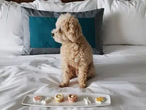 Dog sitting on a hotel bed with a plate of dog treats