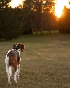 A dog staring into the sunset