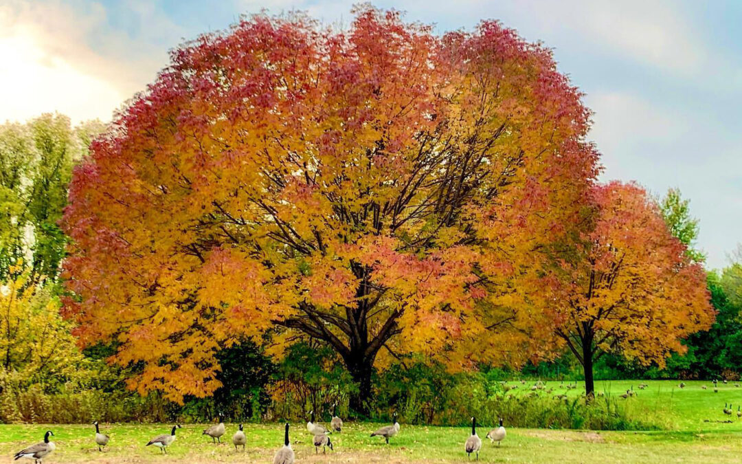 Fall Weekend in Bloomington