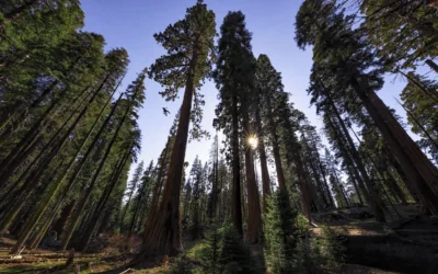 Nat Geo Live: From Roots to Canopy