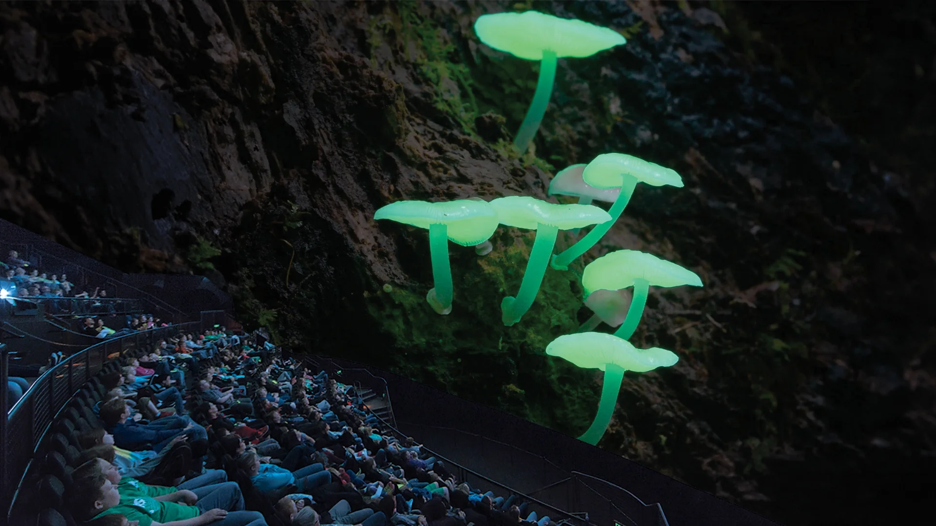 Glowing mushrooms growing out of a tree