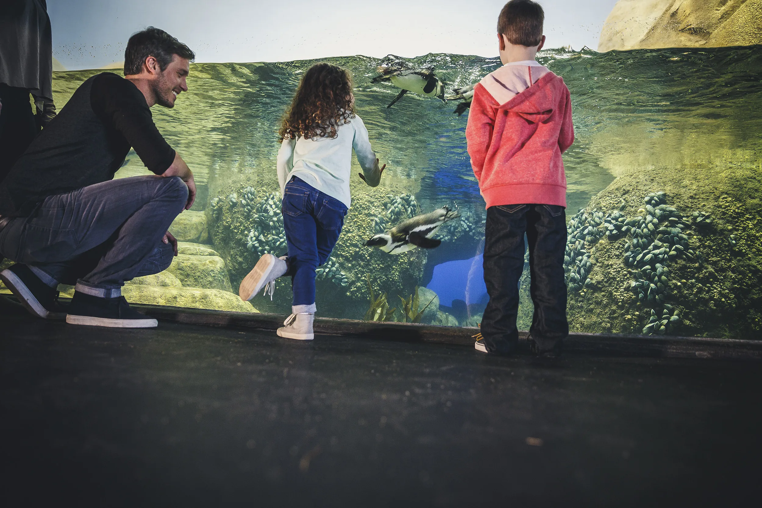 2 kids and their dad looking at penguins