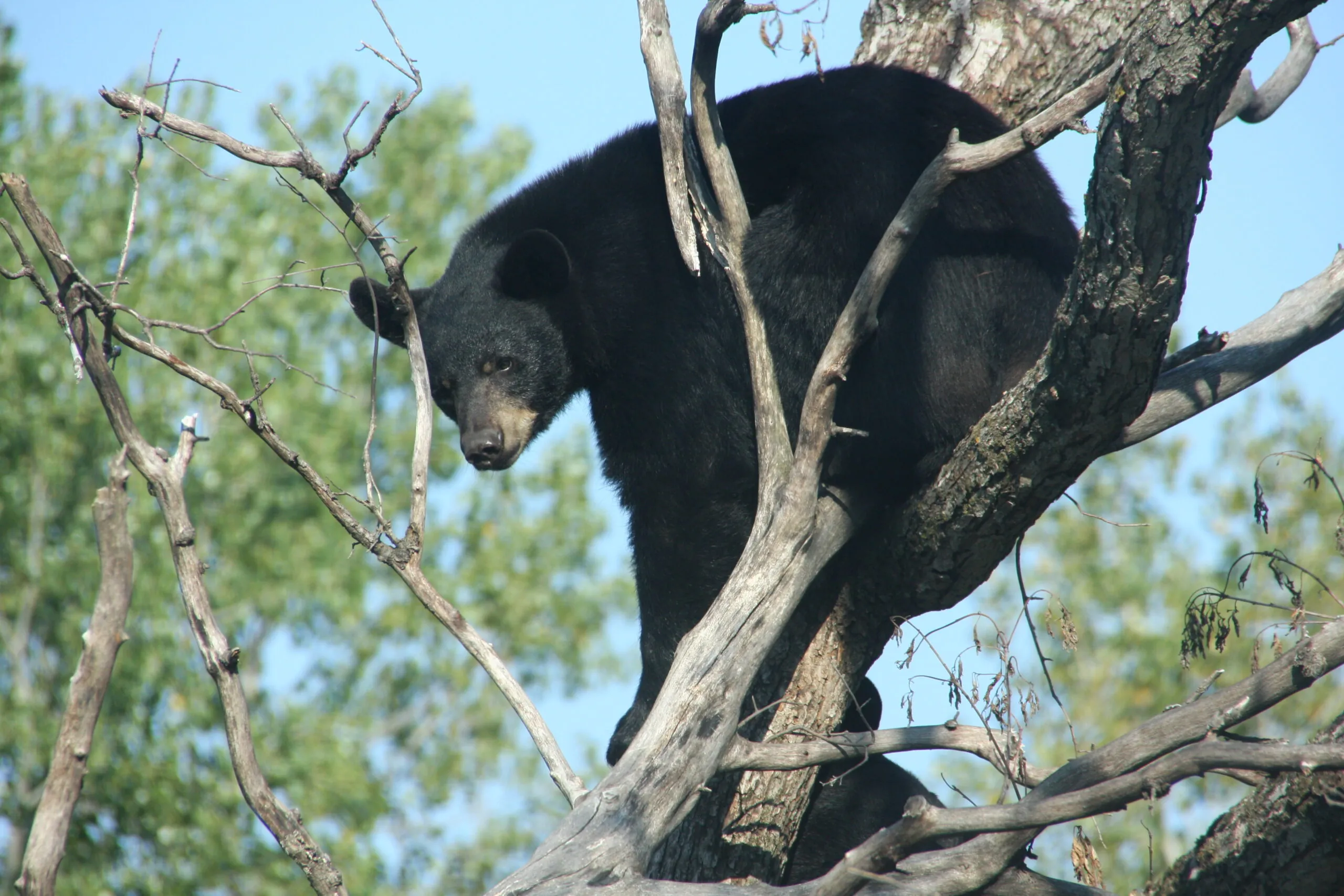 A black bear perches high in a tree