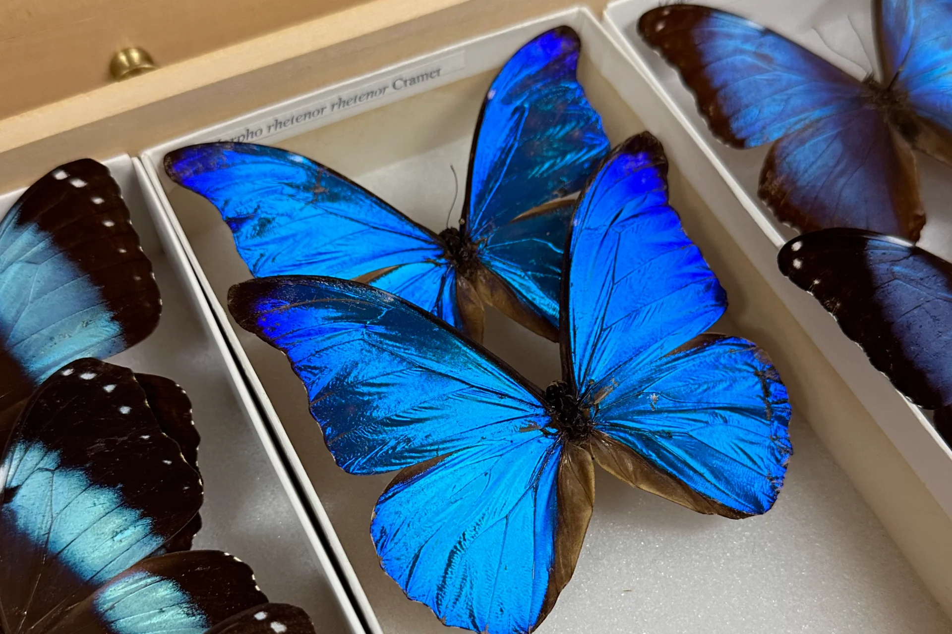 Display of preserved butterflies