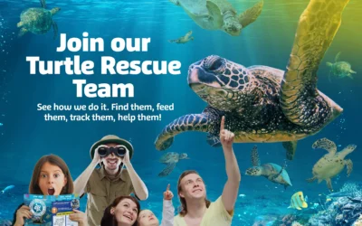 Turtle Rescue Team